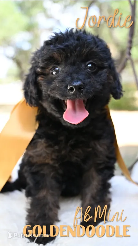 Jordie – Goldendoodle puppy for sale in San Antonio, TX
