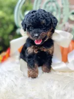 Josie, a female Goldendoodle for sale in San Antonio, TX – 8 of 10