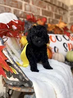 Jackie, a female Goldendoodle for sale in San Antonio, TX – 5 of 9