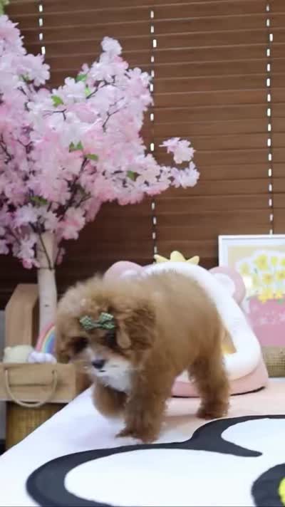 Beoding, a male Poodle - Toy  for sale in San Antonio, TX – 4 of 5