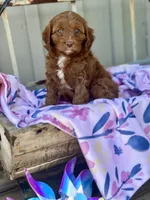 Willa, a female Cavapoo for sale in San Antonio, TX – 4 of 8