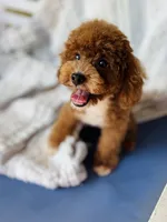 Beoding, a male Poodle - Toy  for sale in San Antonio, TX – 8 of 8