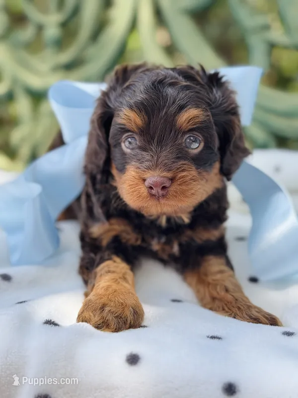 Rooster – Cavapoo puppy for sale in San Antonio, TX