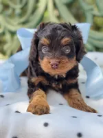 Rooster, a male Cavapoo for sale in San Antonio, TX – 1 of 6