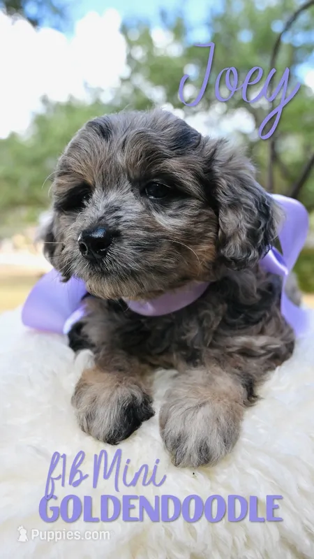 Joey – Goldendoodle puppy for sale in San Antonio, TX
