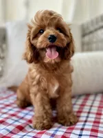 Crew, a male Cavapoo for sale in San Antonio, TX – 1 of 10