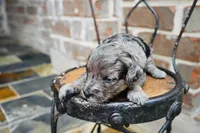 Junies pup, a female Goldendoodle for sale in San Antonio, TX – 2 of 4