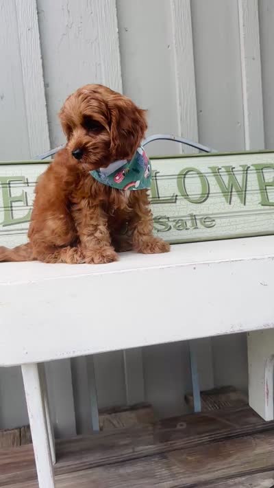 Crew, a male Cavapoo for sale in San Antonio, TX – 9 of 10