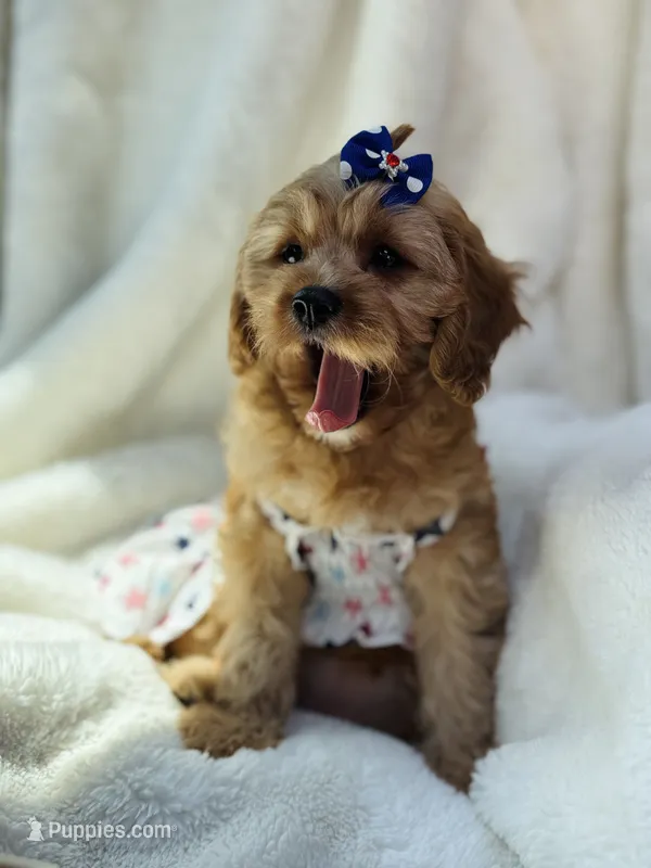🌴Raina🌴 – Cavapoo puppy for sale in San Antonio, TX