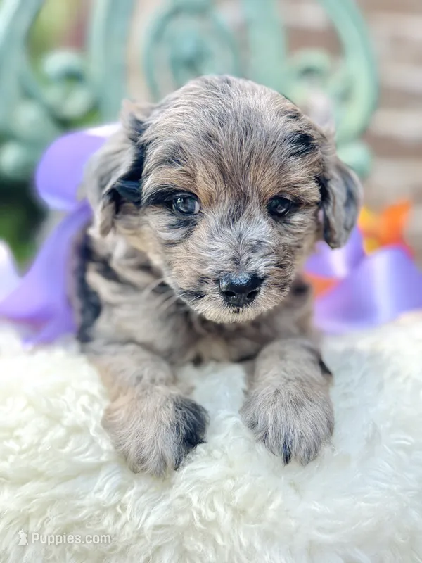 Joey – Goldendoodle puppy for sale in San Antonio, TX