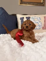 Mila, a female Cavapoo for sale in San Antonio, TX – 2 of 8