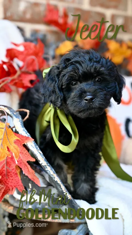 Jeeter  – Goldendoodle puppy for sale in San Antonio, TX