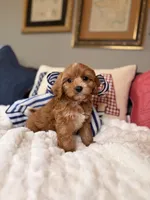 Moose, a male Cavapoo for sale in San Antonio, TX – 1 of 6