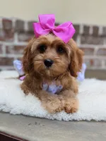 Lollybean, a female Cavapoo for sale in San Antonio, TX – 5 of 7