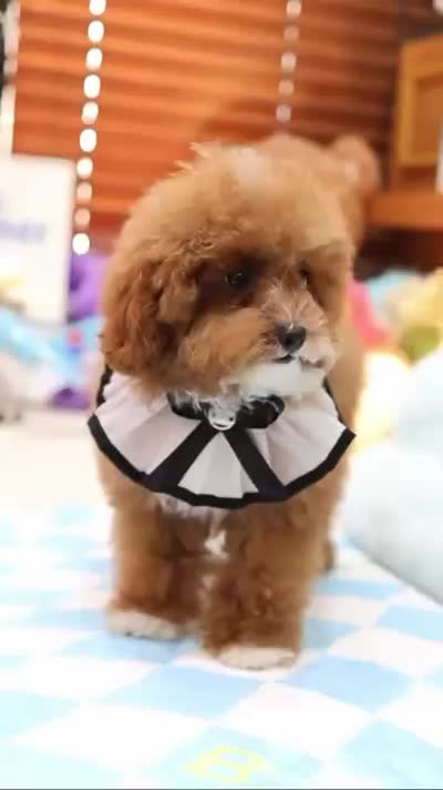 Beoding, a male Poodle - Toy  for sale in San Antonio, TX – 3 of 5
