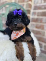 Josie, a female Goldendoodle for sale in San Antonio, TX – 5 of 6