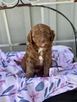 Willa, a female Cavapoo for sale in San Antonio, TX – 2 of 8