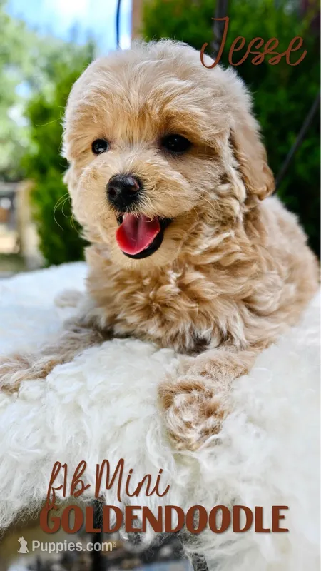 Jesse – Goldendoodle puppy for sale in San Antonio, TX
