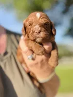 Chocolate Ruby, a female Cavapoo for sale in San Antonio, TX – Photo 2 of 4