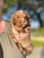 Chocolate Ruby, a female Cavapoo for sale in San Antonio, TX – Photo 3 of 4