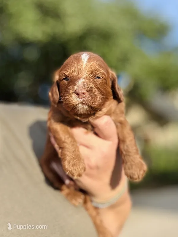 Chocolate Ruby – Cavapoo puppy for sale in San Antonio, TX