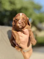 Chocolate Ruby, a female Cavapoo for sale in San Antonio, TX – Photo 1 of 4