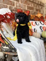 Jackie, a female Goldendoodle for sale in San Antonio, TX – 4 of 9