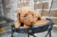 Junies pups, a male Goldendoodle for sale in San Antonio, TX – 2 of 3