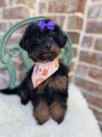 Josie, a female Goldendoodle for sale in San Antonio, TX – 6 of 6
