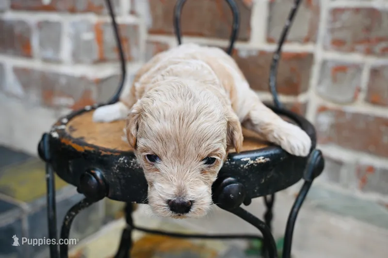 Junies pup – Goldendoodle puppy for sale in San Antonio, TX