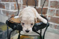 Junies pup, a female Goldendoodle for sale in San Antonio, TX – 1 of 3