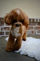 Moose, a male Maltipoo for sale in San Antonio, TX – 4 of 6