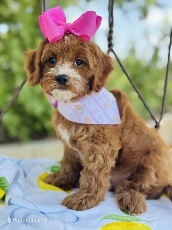 Lollie’s girl – Cavapoo puppy for sale in San Antonio, TX