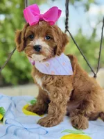 Lollie’s girl, a female Cavapoo for sale in San Antonio, TX – 1 of 5
