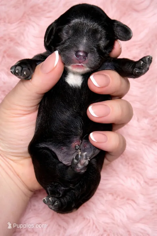 Jerseys pup – Cavapoo puppy for sale in San Antonio, TX