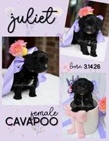 Juliet, a female Cavapoo for sale in San Antonio, TX – Photo 1 of 4