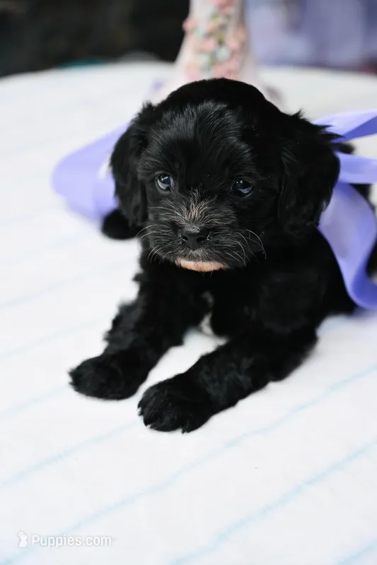 Jade – Cavapoo puppy for sale in San Antonio, TX