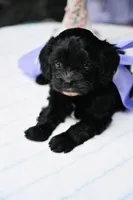 Jade, a female Cavapoo for sale in San Antonio, TX – Photo 1 of 3