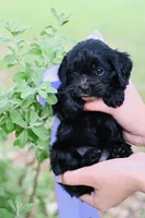 Jade, a female Cavapoo for sale in San Antonio, TX – Photo 2 of 3