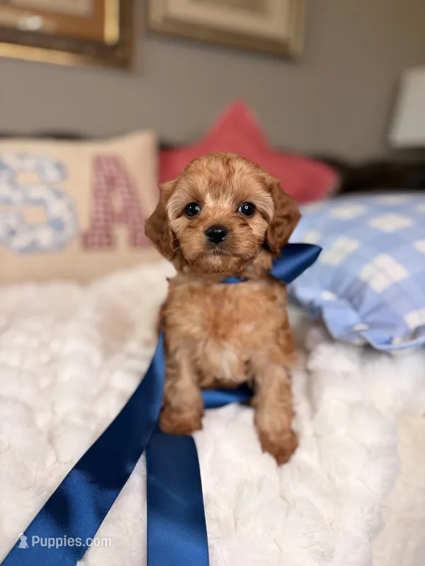 Milo – Cavapoo puppy for sale in San Antonio, TX