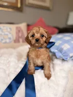 Milo, a male Cavapoo for sale in San Antonio, TX – 1 of 6