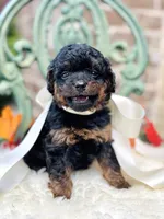 Josie, a female Goldendoodle for sale in San Antonio, TX – 5 of 10
