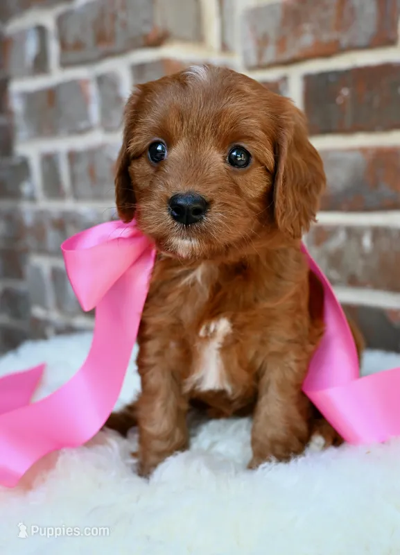 Coral – Cavapoo puppy for sale in San Antonio, TX