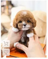 Beoding, a male Poodle - Toy  for sale in San Antonio, TX – 1 of 5