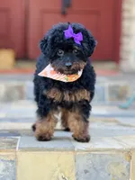 Josie, a female Goldendoodle for sale in San Antonio, TX – 2 of 6
