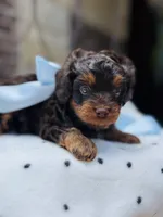 Rooster, a male Cavapoo for sale in San Antonio, TX – 4 of 6