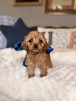 Milo, a male Cavapoo for sale in San Antonio, TX – 5 of 6