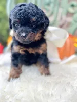 Josie, a female Goldendoodle for sale in San Antonio, TX – 7 of 10
