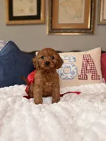 Mila, a female Cavapoo for sale in San Antonio, TX – 8 of 8