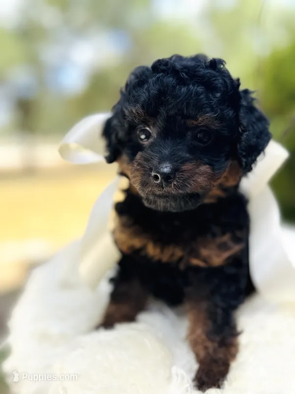 Josie – Goldendoodle puppy for sale in San Antonio, TX